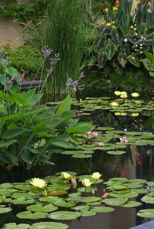 Sixpack van bloeiende waterplanten vijver