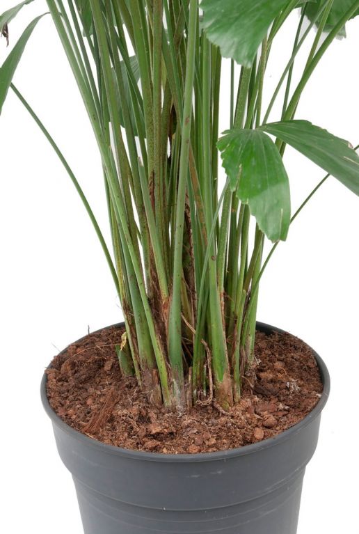 Volle kamerplant Caryota mitis