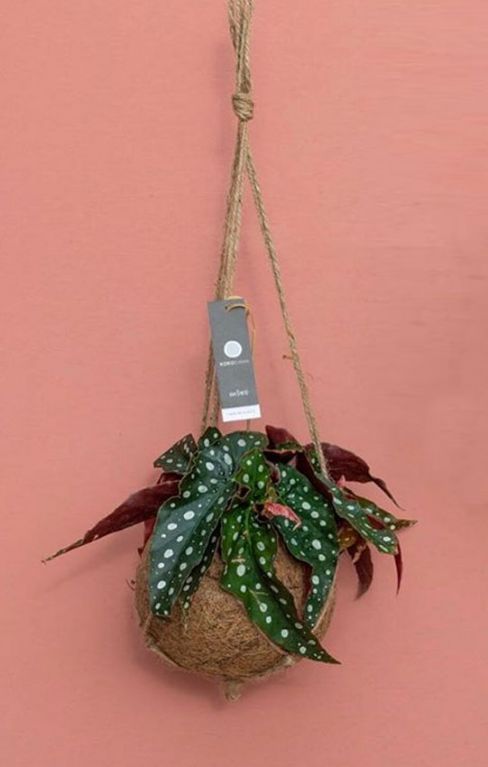 Stippenbegonia kokodama