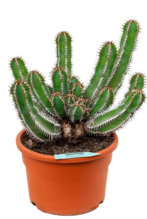 Euphorbia avasmontana