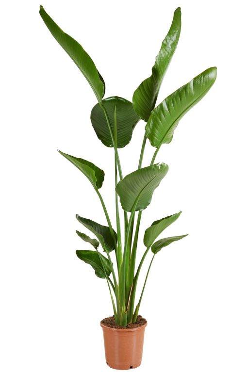 Strelitzia verte plante 1