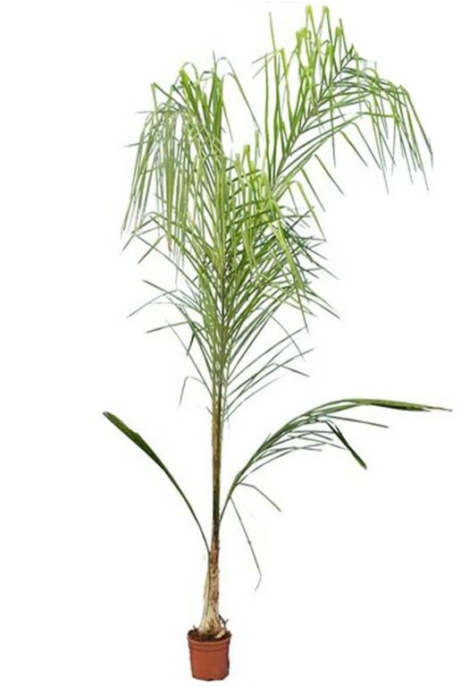 Syagrus romanzoffiana santa catarina p20