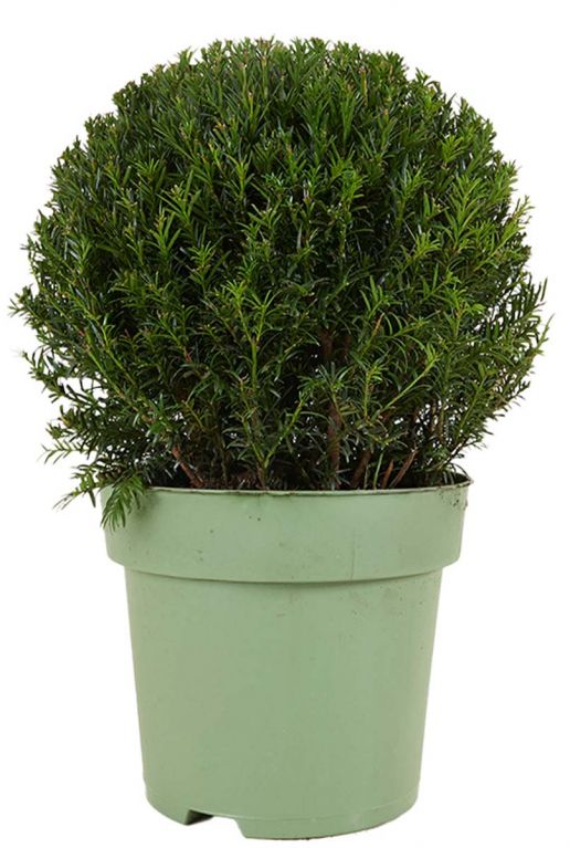 Taxus collection ball p24 1