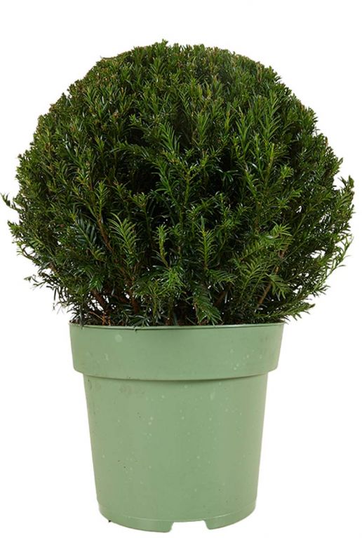 Taxus collection ball p27 1