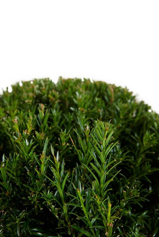 Taxus collection ball p27 blad 1