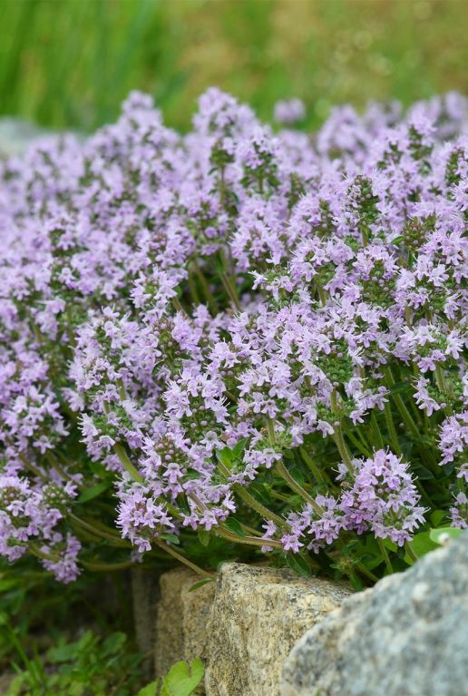 Thymus serpyllum plante de jardin