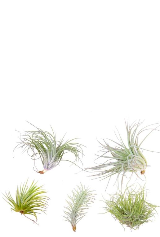 Tillandsia mix airplant 1