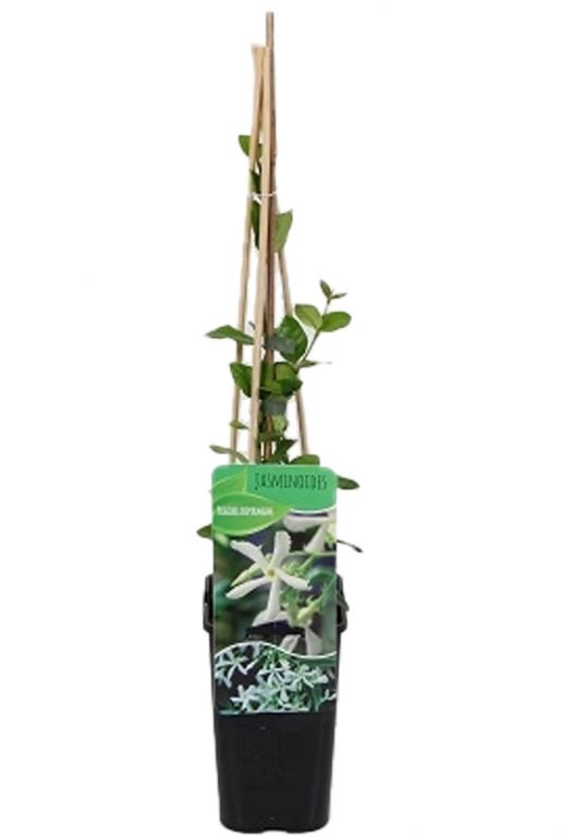Trachelospermum jasminoides 1