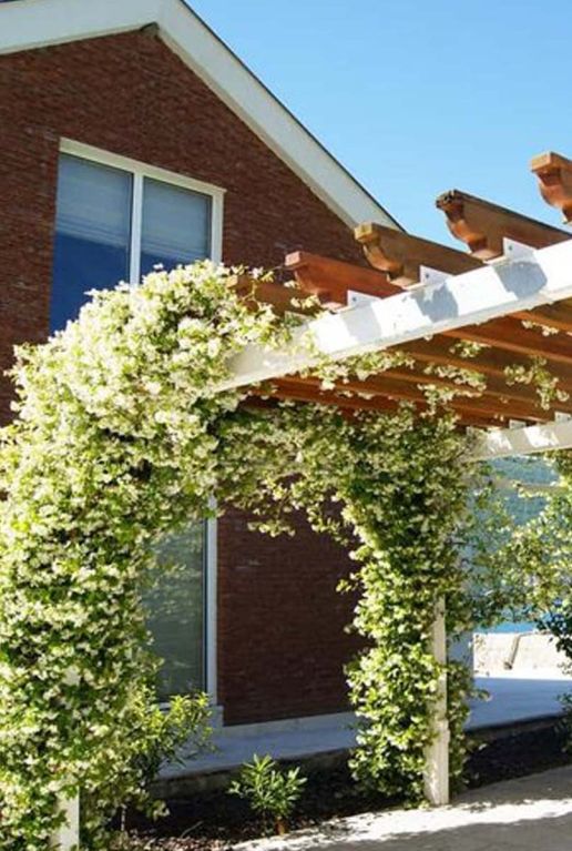 Trachelospermum jasminoides plante de jardin 1