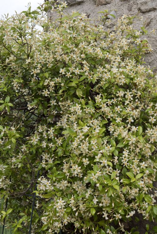 Trachelospermum jasminoides star of toscane plante de jardin