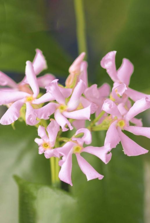 Trachelospermum pink air plante de jardin