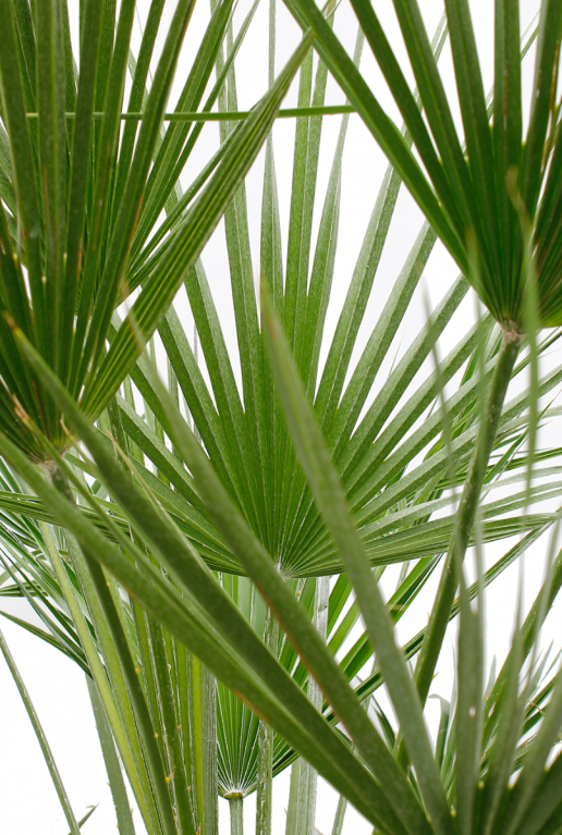 Trachycarpus fortunei