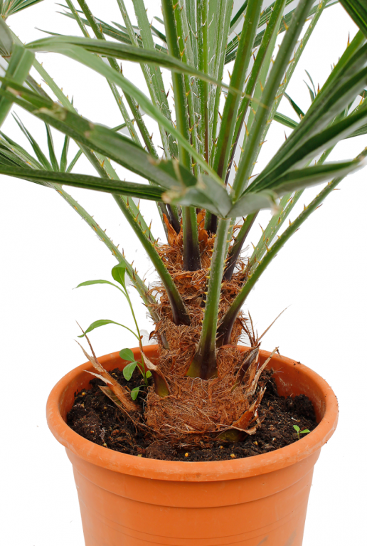 Trachycarpus fortunei