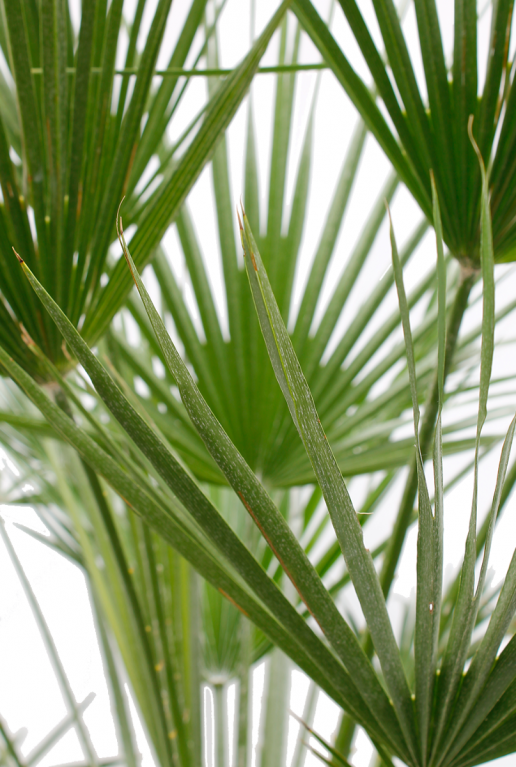 Trachycarpus fortunei
