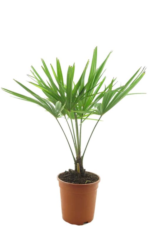 Trachycarpus fortunei frosty p21
