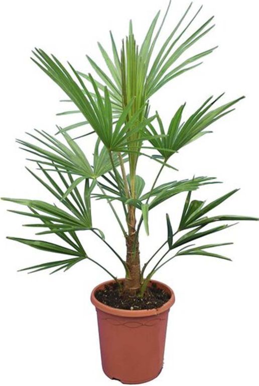 Trachycarpus fortunei frosty p26