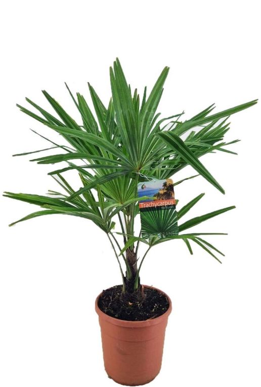 Trachycarpus fortunei p24 1