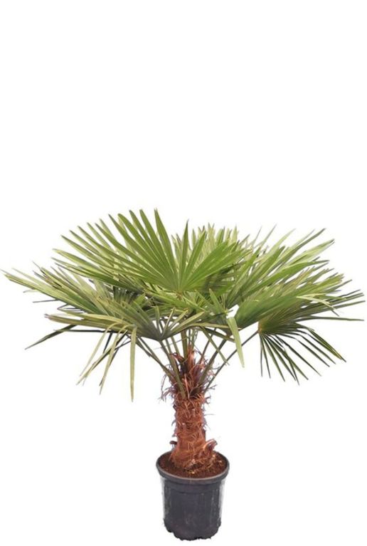 Trachycarpus fortunei p40 1