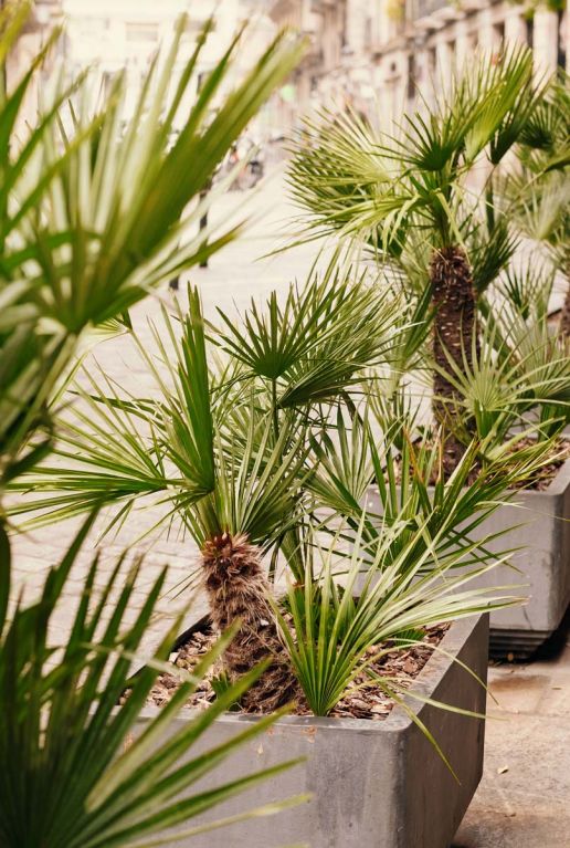 Trachycarpus fortunei plante de jardin 6777 1