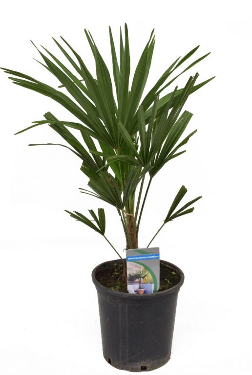Trachycarpus fortunei tuinplant p21