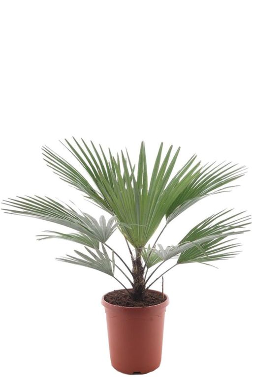 Trachycarpus princeps p26