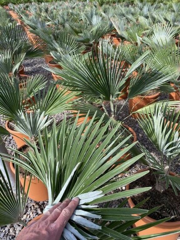 Trachycarpus princeps p26 plante de jardin
