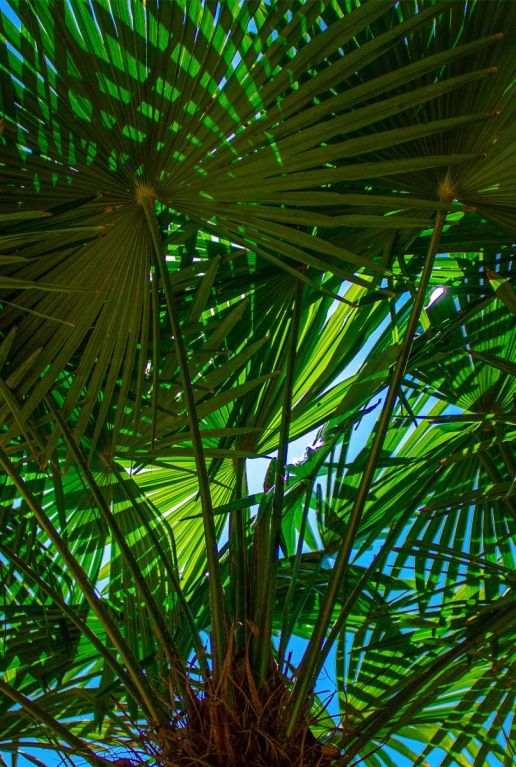 Trachycarpus takil plante de jardin p26