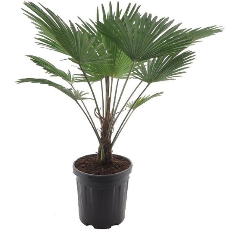 Trachycarpus wagnerianus frosty p32