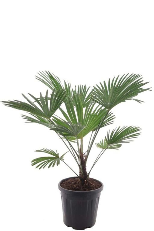 Trachycarpus wagnerianus frosty palmen p32