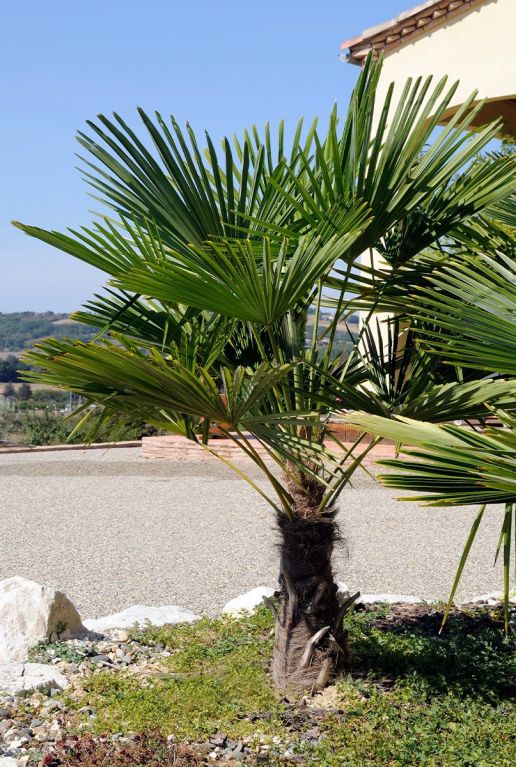 Trachycarpus wagnerianus frosty plante de jardin