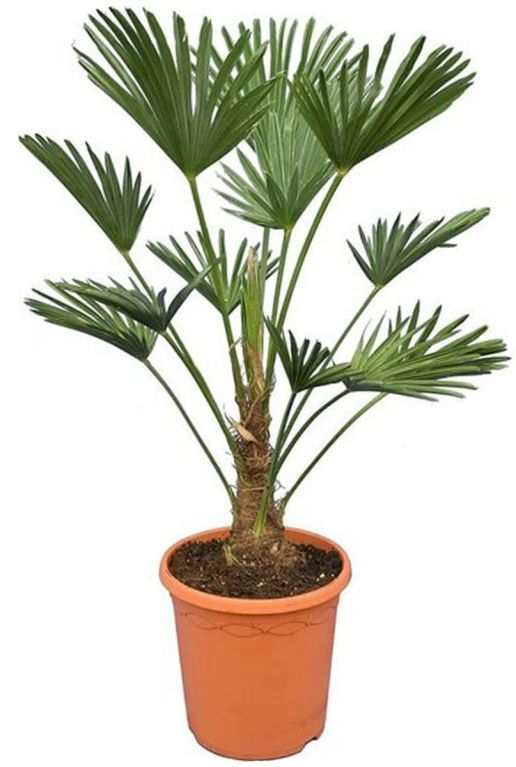 Trachycarpus wagnerianus frosty pot26