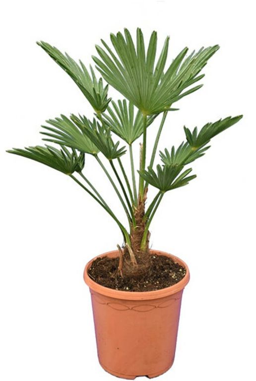 Trachycarpus wagnerianus frosty tuinplant p23