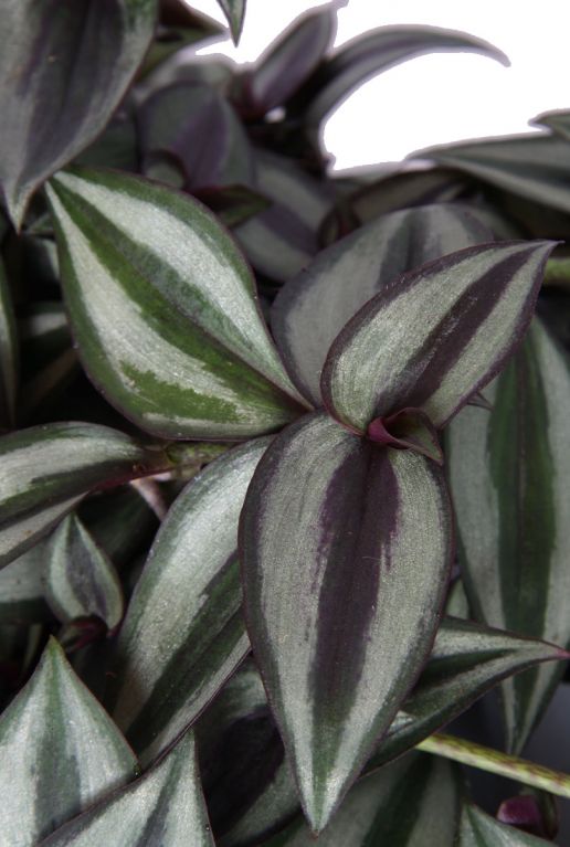 Tradescantia zebrina purpusii feuille