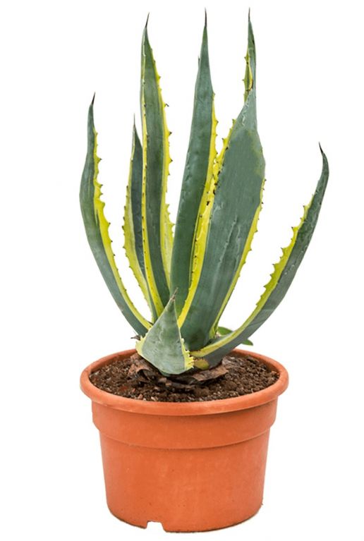 Agave americana