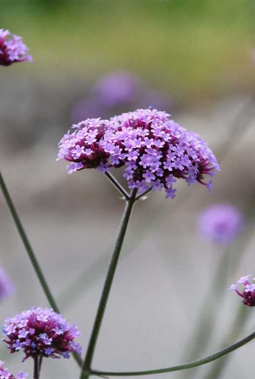 Verbena bonariensis p9