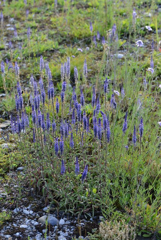 Veronica spicata