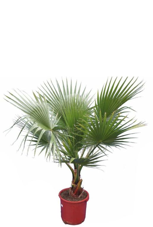 Washingtonia robusta p38