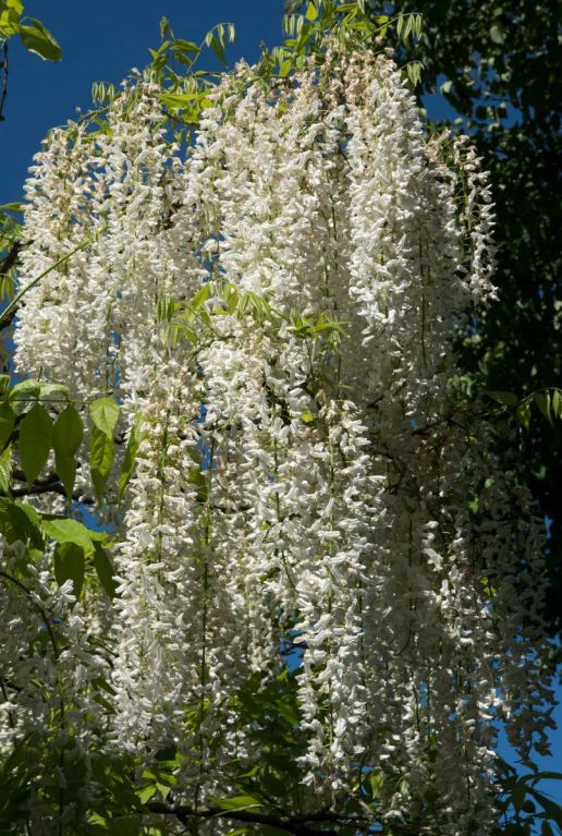 Wisteria alba plante de jardin p14