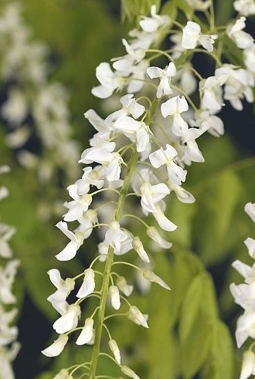 Wisteria floribunda alba plante de jardin