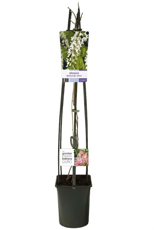 Wisteria floribunda alba planten