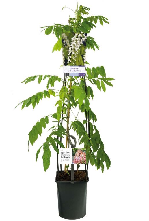 Wisteria floribunda alba wit