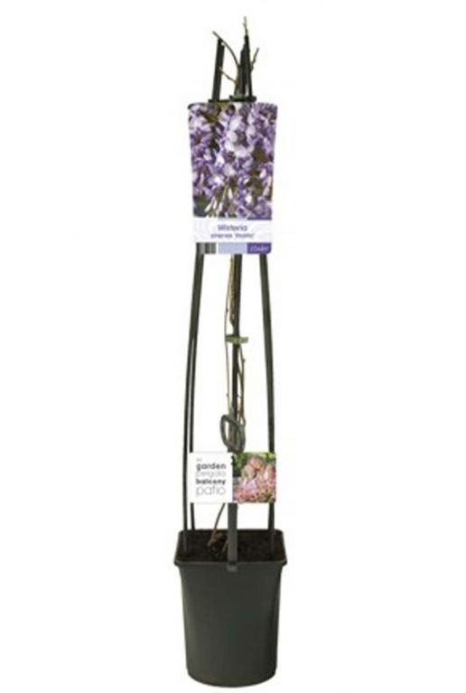 Wisteria sinensis 23