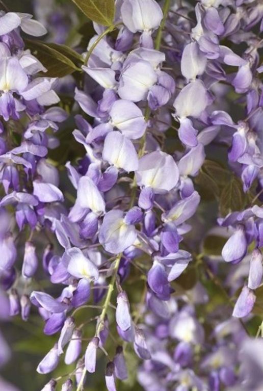 Wisteria sinensis plante de jardin 23