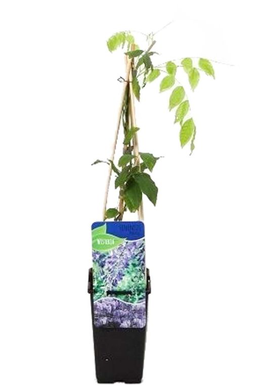 Wisteria sinensis prolific tuinplant p14