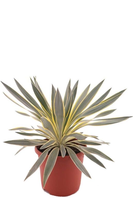 Yucca gloriosa citrus p26