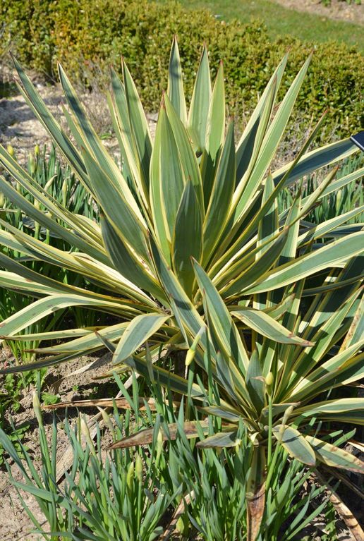 Yucca gloriosa citrus plante de jardin p26