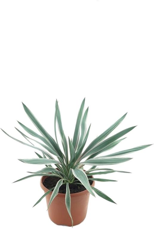 Yucca gloriosa silver p26