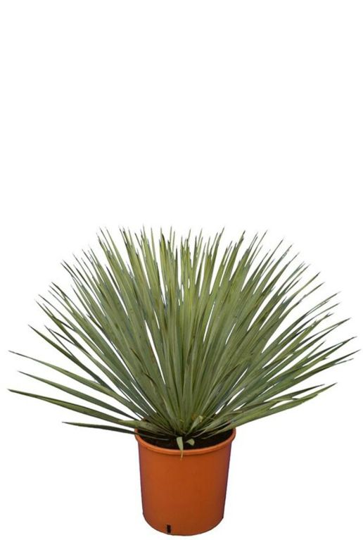 Yucca rostrata 7886