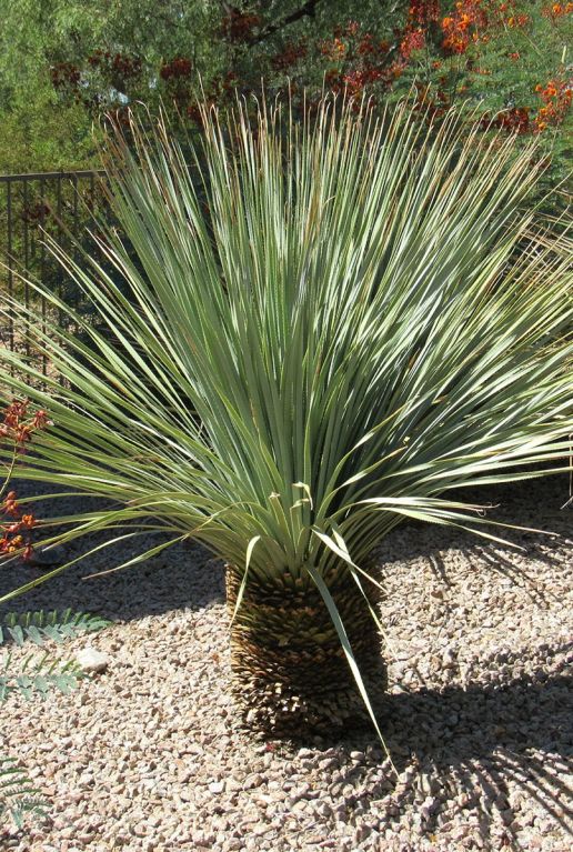 Yucca rostrata 7886 plante de jardin