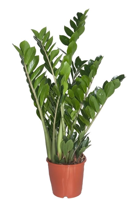 Zamioculcas zamiifolia-1